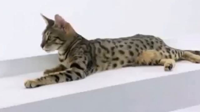 САМЫЕ ДОРОГИЕ В МИРЕ ПОРОДЫ КОШЕК