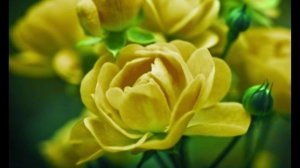 Каждый день настойчиво и звучно