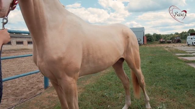 ART&HORSES CLUB: экскурсия по конному заводу «Шаэль». Часть 1. смотреть онлайн