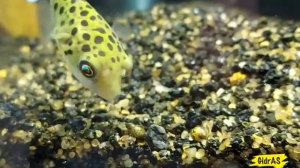 Зеленый тетраодон