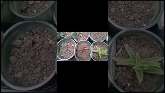 Цианотис Сомалийские! черенкование в ноябре. Весь процесс за 2 минуты!