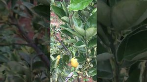 видео Валенсия вариегатная