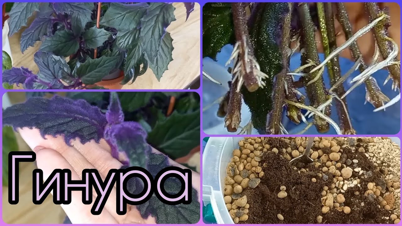 Фиолетовый бархат - растение Гинура?Все об уходе, размножении, содержании, освещении, грунте, полив