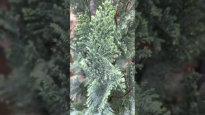 КИПАРИСОВИК ЛАВСОНА “ELWOOD’S PILLAR”