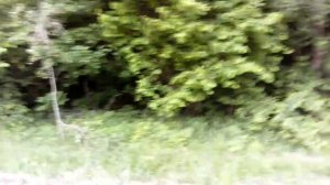 Татарский клен.