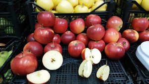 Сорт яблони Элиза \ apple variety Eliza