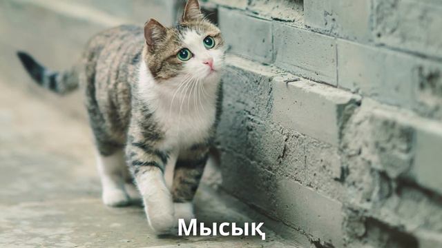 Жануарлар дауысы. Уй жануарлары.