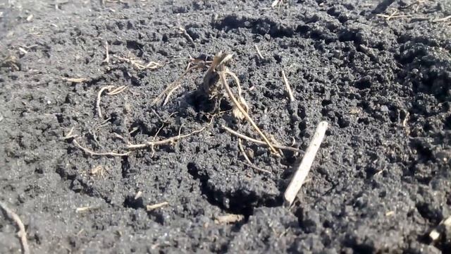 ?40% КЛУБНИКИ? ПОГИБЛО?. ОШИБКА ПРИ ПОСАДКЕ КЛУБНИКИ?. МОРОЗ ВЫДАВИЛ КЛУБНИКУ?. ГЛАВНОЕ НЕ УНЫВАТЬ. смотреть онлайн