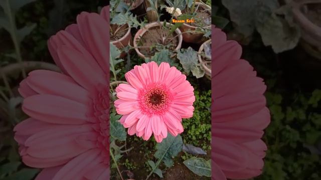 ❤️Beautiful Flowers Gerbera ❤️