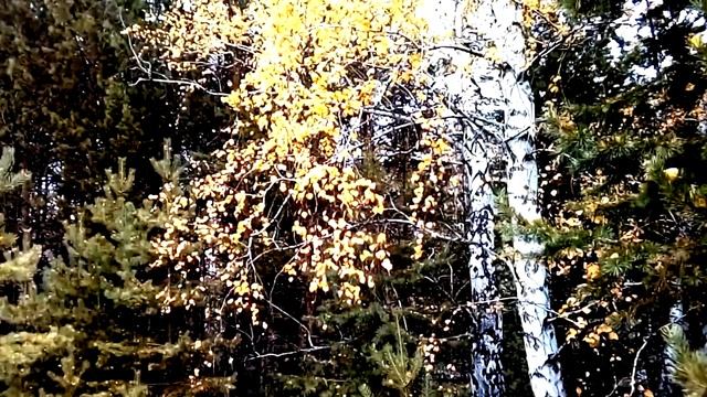 Старая берёза... В.Пенькова, В. Воронцов, Ю. Науменко-Старший, клип - Ирина Жукова-Каменских смотреть онлайн