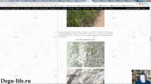 Питание дегу в дикой природе