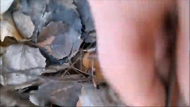 ОПЯТА в ноябре! ЧУДО! Красивые малышки! Собираем в осинках! смотреть онлайн