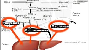 3 Физиология получения молока