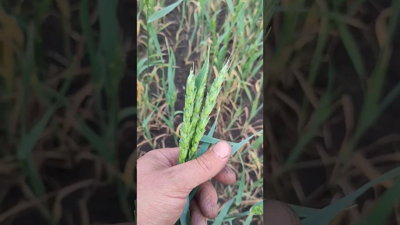 16 июля.первый дождь этого года. смотреть онлайн