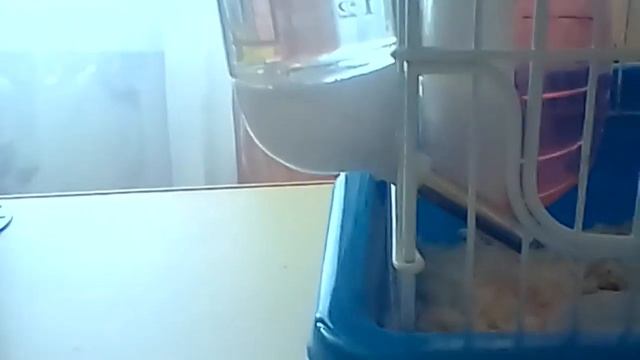 Как выгляди маленькие хомячата