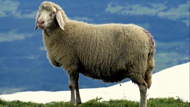 Разведение швейцарских овец породы Белый Бергсчаф как бизнес идея | Овцеводство. Овцы Белый Бергсча смотреть онлайн