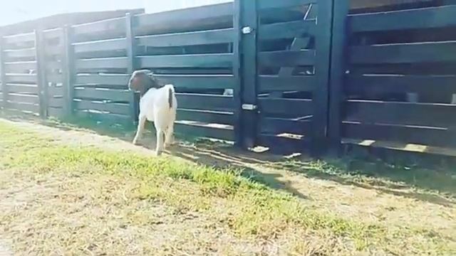 Лучшие Бурские Козлы в продаже смотреть онлайн