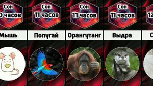 Сколько времени спят животные в сутки