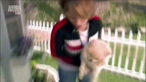 Померанский шпиц, все породы собак, 101 dogs. Введение в собаковедение.