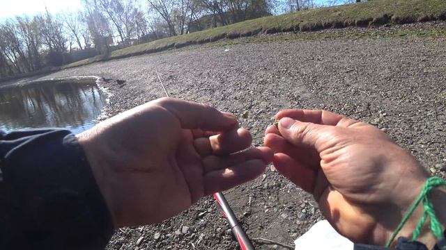 Проснулся ли карась? Рыбалка на поплавок в начале мая. смотреть онлайн