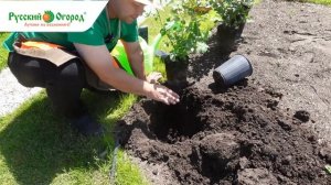 #РОЗЫ в июне - всё о посадке и не только... НАГЛЯДНО ПОКАЖЕМ САМУЮ ПРАВИЛЬНУЮ ПОСАДКУ РОЗ.
