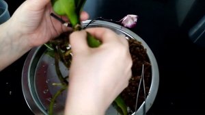 Пересадка орхидеи из мха в керамзит