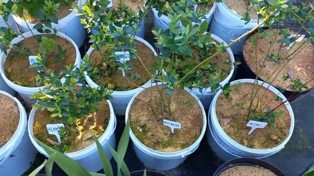 Подкислите свою голубику. Результат вас удивит. смотреть онлайн