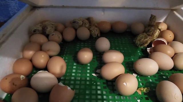 Инкубация / Инкубатор был отключён 10 часов