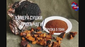 Камера сушки чаги. Загрузка гриба 5 тонн. Специфика сушки чаги: достижение стабильного качества.