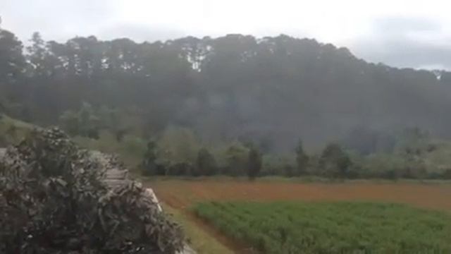 Vườn trồng hoa mắt ngọc tại Đà Lạt смотреть онлайн