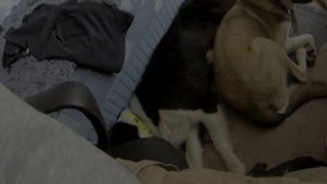 86. Бой собак за еду Бордер колли vs хаски. Конфликт между собаками