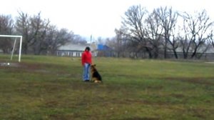 Дрессировка собак. Тренировка послушания IPO. "Школа Гайдука"