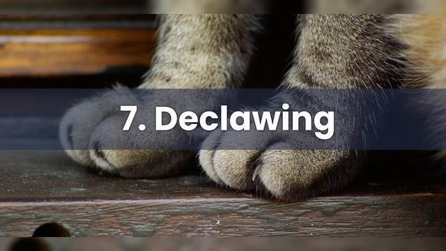 13 Annoying Things You Never Knew Were Driving Your Cat CRAZY смотреть онлайн