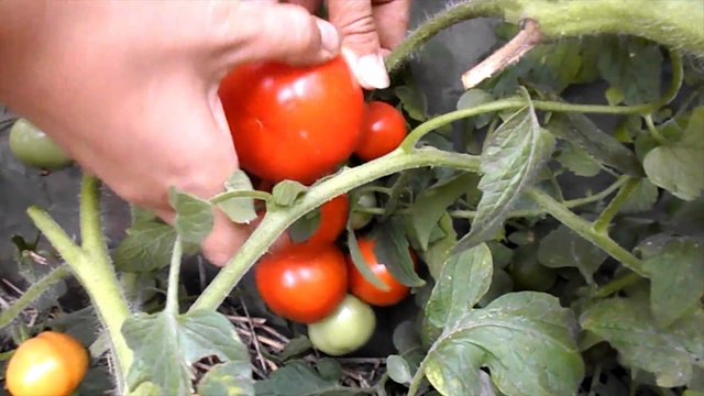 Сорт томата “Белый налив“ смотреть онлайн