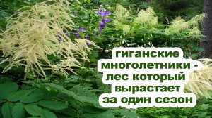 5 великанов многолетников, которые можно сажать на даче вместо кустов и деревьев.