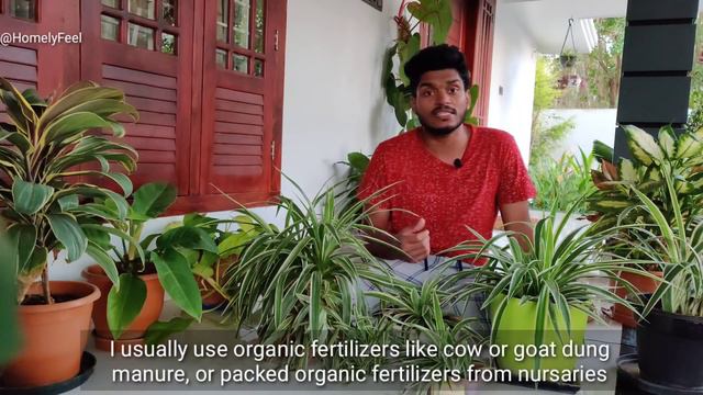 How to Use Spider Plant as an Indoor Plant| spider plant care with English Subtitles | By Diyab