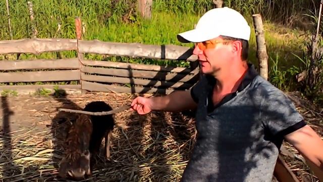 Венгерская мангалица. Два года держим породу.