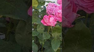 Сорт розы Поль Нейрон,старинный сорт