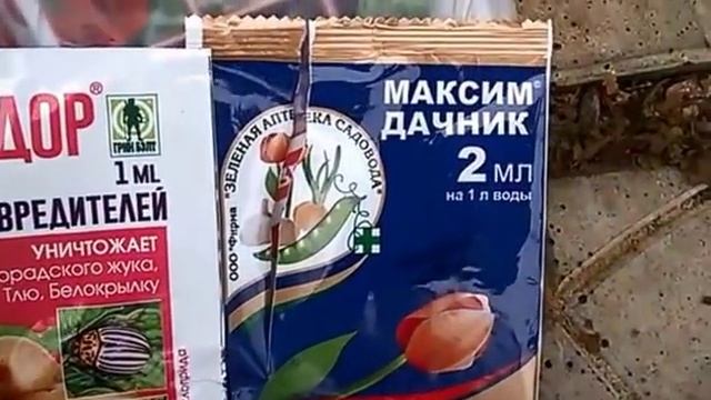 Гладиолусы. Уборка на хранение осенью. смотреть онлайн