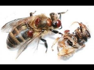 Борьба с клещом Бипином 1ч.  Клещь варроа