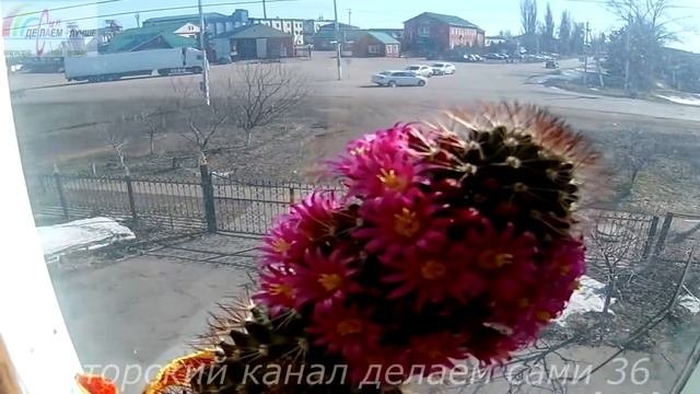 Цветущие домашние кактусы.Уход за кактусами в домашних условиях.Как часто поливать кактус в домашни