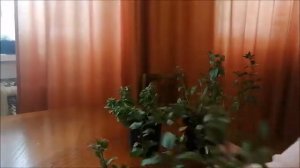 Черенкование семенных петуний серии "Тайдал".
