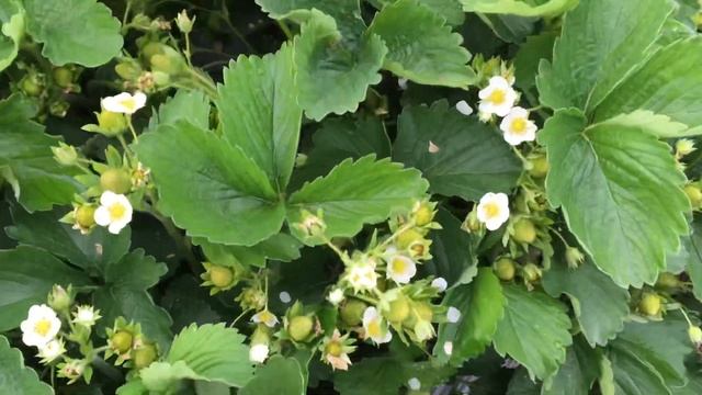 Ягоди сорт Вибрант отглеждани на открито - “Vibrant” strawberries grown in the open field смотреть онлайн