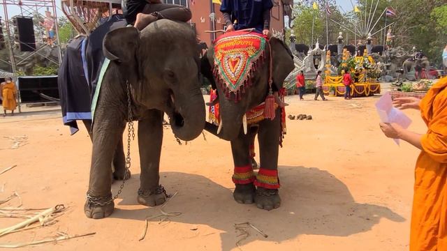 วันช้างไทย | Thai Elephant Day | ft. พลายบัวบาน  Plai Bua Ban | วัดป่าอาเจียง | Wat Pa A Jiang . смотреть онлайн