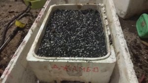 Размножение ежевики ветками. Суперспособ.