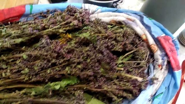 Сушим травы. Душица..mp4 смотреть онлайн