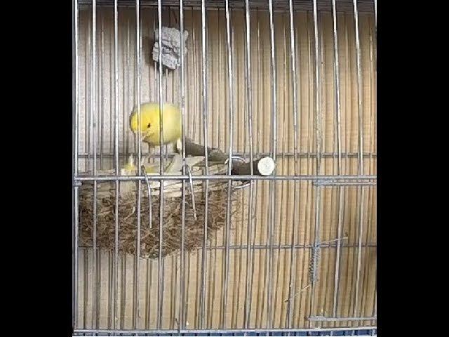 Разведение канареек.