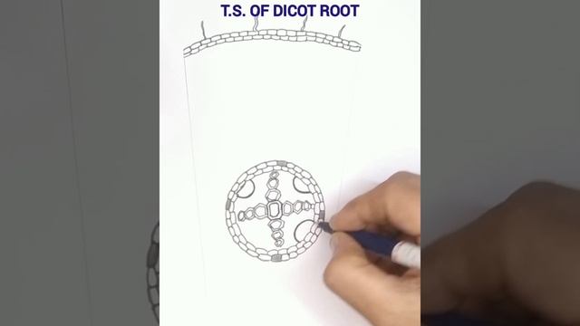 How to draw T.S. of dicot root/ X science practicals. смотреть онлайн