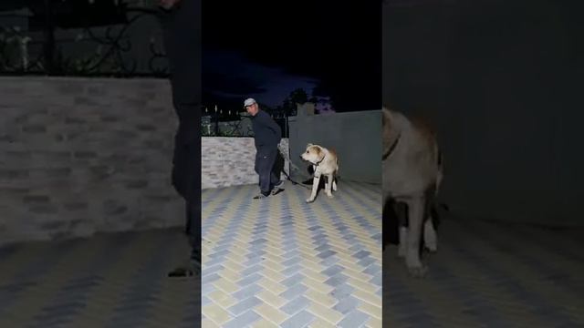 Сын Анчара чемпиона Молдовы и Берты 9 месяцев смотреть онлайн