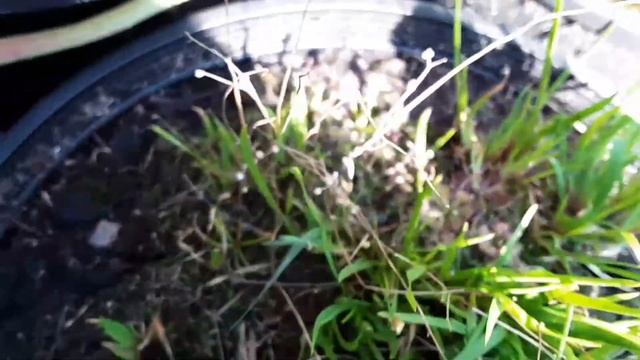 Drosera intermedia x capillaris смотреть онлайн